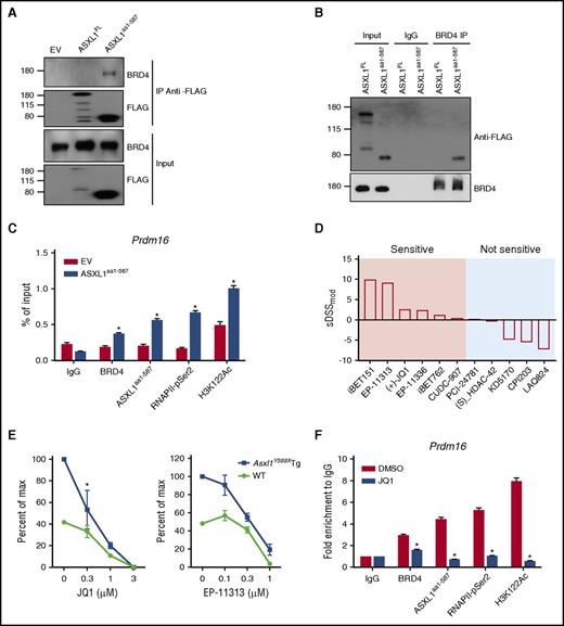 Figure 7. ASXL1aa1-587 interacts with BRD4 to regulate gene expression. (A,B) Reciprocal IP and western blotting confirmed interaction of ASXL1aa1-587 with BRD4 in the nuclear fraction of HEK293T cells transfected with EV, FLAG-tagged ASXL1FL or FLAG-tagged ASXL1aa1-587. Nuclear extractions were subjected to IP using indicated antibodies against FLAG or BRD4. (C) ChIP-qPCR on 32D cells expressing Flag-ASXL1aa1-587 or an EV control. The antibodies used for ChIP are indicated. Normal immunoglobulin G (IgG) was used as a control. PCR was performed with primers specific for the Prdm16 promoter regions. (D) Drug screenings were performed on BM cells of Asxl1Y588XTg or WT mice. Whole BM cells from WT mice were used as a control. The tests were done in triplicates using a 10-point 1:3 dilution series starting at a nominal test concentration of 10 μM (20 000-fold concentration range). DSSmod was calculated for all samples and the selective DSSmod (sDSSmod) for each drug was calculated according to the formula sDSSmod = DSSmod (Asxl1Y588XTg BM cells) − DSSmod (WT BM cells). Positive values represent drugs that show higher specificity in affecting the survival of the Asxl1Y588XTg BM cells; negative values represent drugs that show higher specificity in affecting WT BM cells. (E) CFU-C assay using whole BM cells with or without BET bromodomain inhibitors treatment (EP-11313 and JQ1). Whole BM cells from WT mice were used as a control. The experiment was performed in triplicate. The concentration of the drug used in colony assay is indicated on the x-axis. *P = 0.0407. Unpaired Student t test was used to assess statistical significance. (F) ChIP-qPCR was performed on 32D cells expressing ASXL1aa1-587 with or without 24 hours of treatment with JQ1. The concentration of the drug was 0.1 μM. The antibodies used for ChIP are indicated. Normal IgG was used as a control. PCR was done using primers specific for the Prdm16 promoter region. *P < .05. Unpaired Student t test was used to assess statistical significance.