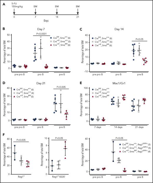 Figure 2. Osteoblastoid-specific depletion of Smo impairs reappearance of early B-lymphoid progenitors after BM ablation. (A) BM ablation protocol. Mice were injected intraperitoneally with 5-FU, and BM was collected as indicated. (B-D) Pre-/pro-B (B220loCD19−CD43+), pro-B (B220loCD19+CD43+), and pre-B (B220loCD19+CD43−) compartments in mice of the indicated genotypes were examined 7 days (B), 14 days (C) and 21 days (D) after 5-FU treatment. The number of mice in each group is indicated in the insets (parentheses). Significant differences were determined by the Kruskal-Wallis test. (E) BM myeloid cells (Mac1+Gr1+) were assessed 7, 14, and 28 days after 5-FU treatment in the same mice. The number of mice in each group is indicated in the insets of panels B-D (parentheses). Significant differences were determined as in B-D. (F) The percentages of Rag1+ (left) and Rag1+B220− (ELPs/CLPs) (middle) BM cells 7 days after 5-FU treatment were determined in mice of genotypes indicated at right. The number of mice in each group is indicated in the insets (parentheses). Pre-/pro-B (B220loCD19−CD43+), pro-B (B220loCD19+CD43+), and pre-B cell (B220loCD19+CD43−) compartments were also examined 7 days after ablation (right). Mean and SD are indicated. Significant differences were determined as in panels B-D.