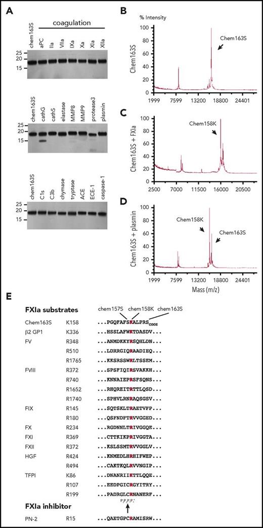 Figure 1. Screening of enzymes for cleavage of chem163S. (A) Separation of cleavage products of 10 μM chem163S after 30 minutes of incubation with 100 nM of the labeled proteases by SDS-PAGE followed by silver staining. Molecular weight markers are shown on the left. (B-D). Mass spectrometric analysis of input protein chem163S (B) and reaction mixtures of FXIa (C) and plasmin (D) described in panel A. (E) FXIa cleavage sequences. Alignments extracted from the MEROPS database56 show the cleavage sites for FXIa marked within the chemerin C-terminal sequence with chemerin forms indicated (chem163S), β-2 glycoprotein 1 (β-2 GP),57 FX, FXI, and FXII, the 2 FXIa cleavage sites in FIX and hepatocyte growth factor (HGF),57,58 the 3 FXIa cleavage sites in FV and tissue factor pathway inhibitor (TFPI),59 the 4 FXIa cleavage sites in FVIII, and the binding site from the FXIa inhibitor, protease nexin-2 (PN-2).60 The basic amino acid at P1 is red and the black arrow indicates the FXIa cleavage site.