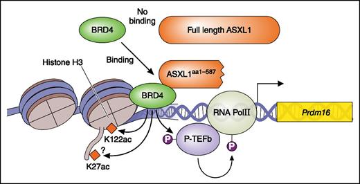 ASXL1 mutation is a gain-of-function mutation. The ASXL1 truncating mutant (ASXL1aa1-587) but not wt ASXL1 recruit BRD4. BRD4 acetylates H3K122 and activates pTEFb leading to phosphorylation (P; activation) of RNA pol II. This results in enhanced transcription. Professional illustration by Patrick Lane, ScEYEnce Studios.
