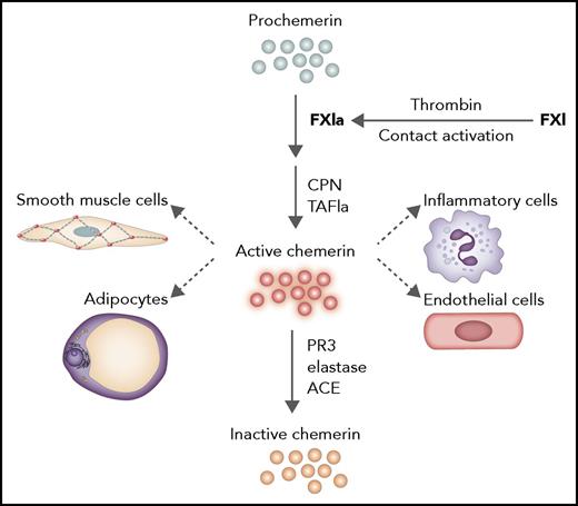 Processing of prochemerin by FXIa. FXI can be activated by contact activation or thrombin. FXIa can then process prochemerin to a form that can be modified by carboxypeptidase N (CPN) or activated thrombin-activatable fibrinolysis inhibitor to active chemerin. Chemerin is proinflammatory and acts as classical adipokine and chemokine on multiple cell types. Inactivation of chemerin occurs via proteolytic cleavage by proteinase 3, elastase, and angiotensin-converting enzyme. ACE, angiotensin-converting enzyme; PR3, proteinase 3; TAFIa, activated thrombin-activatable fibrinolysis inhibitor. Professional illustration by Somersault18:24.