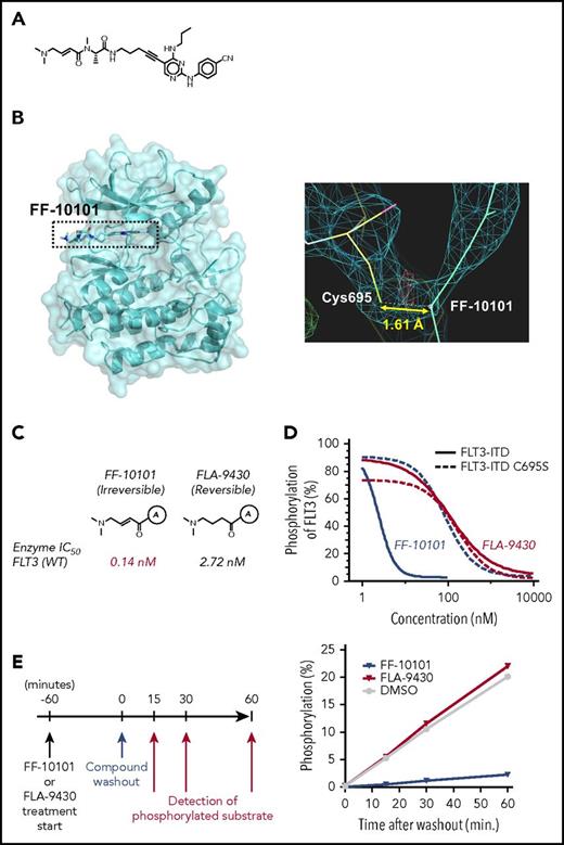 Figure 1. Chemical structure of FF-10101, and potent and irreversible inhibition of FLT3 by FF-10101 through binding interaction with cysteine residue at 695 (C695). (A) Chemical structure of FF-10101. (B) X-ray analysis of the co-crystal structure of the FLT3 protein bound to FF-10101 revealed covalent binding of FF-10101 to C695 of FLT3 molecule. (C) FF-10101 has a double bond to form a covalent bond to the C695 of the FLT3 molecule. FLA-9430 has the same chemical structure as FF-10101, with the exception of having a single bond instead of a double bond. Marked differences in inhibitory activities against the wild-type FLT3 enzyme between FF-10101 and FLA-9430 were shown, with IC50 values of 0.14 nM and 2.72 nM, respectively. (D) FLT3-ITD–expressing or FLT3-ITD-C695S–expressing HEK293T cells were incubated with various concentrations of FF-10101 or FLA-9430 at 37°C for 1 hour. Phosphorylation status of FLT3 was assessed as described in “Methods.” Percent inhibition of FLT3 phosphorylation at each concentration was plotted to calculate IC50 values using XLfit software. (E) FLT3 immobilized in a 96-well plate was preincubated with an excess concentration of FLT3 inhibitor (5 μM) for 1 hour followed by 5-time wash with TBST. After washing out theFLT3 inhibitors, ATP and substrate peptide labeled with FAM were added. Phosphorylated substrate was detected at each time point by a mobility shift assay.