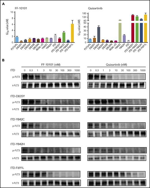 Figure 3. Inhibitory effect of FF-10101 on drug-resistant FLT3 mutations. (A) 32D transfectants stably expressing wild-type FLT3 or mutated FLT3s were treated with FF-10101 or quizartinib for 2 days. After treatment, cell viability was assessed by MTS assay. Three independent experiments were performed, and mean ± standard error of IC50 values of cell viability for each cell lines are shown in this graph. (B) 32D transfectants were treated with FF-10101 or quizartinib for 2 hours. Cell lysates were prepared and subjected to western blot analysis to assess the inhibitory effect of FF-10101 on phosphorylation of mutant FLT3.