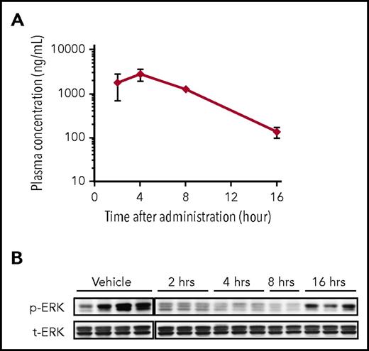 Figure 5. PK/PD study in the MOLM-13 xenograft model. (A-B) PK/PD study was conducted in the MOLM-13 xenograft model separately from the efficacy study. Single oral administration of FF-10101 at 5 mg/kg was given to mice at 15 days after intravenous injection of MOLM-13 cells. Blood and BM were sampled at 2, 4, 8, and 16 hours after administration (n = 3/each time point). Four mice were administered as the vehicle administration group and were euthanized after 16 hours. Plasma concentrations of FF-10101 at each time point were analyzed by LC/MS/MS (panel A). ERK phosphorylation levels in BM were analyzed by western blotting (panel B). Bars show mean ± SD.