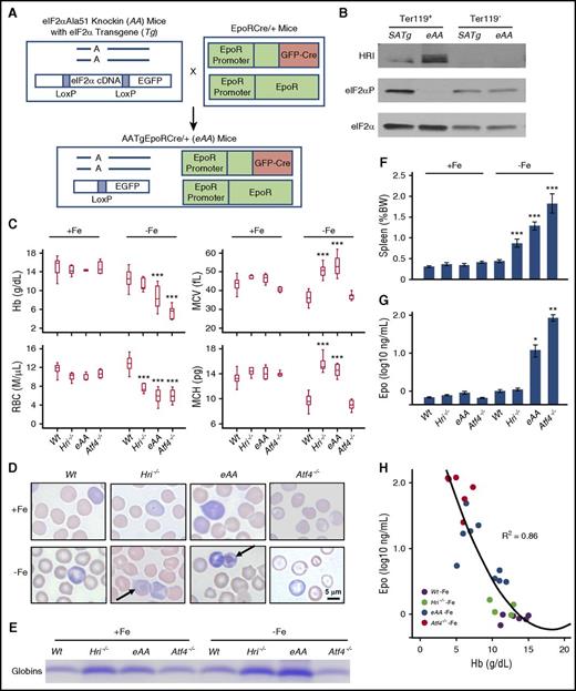 Figure 1. Characterization of erythroid phenotypes of eAA and Atf4−/− mice in ID. (A) Generation of eAA mice by crossing AATg mice with EpoRCre+ mice. (B) Defective eIF2αP in Ter119+ cells of eAA mice. Sorted Ter119+ erythroblasts (populations I+II) and Ter119– (supplemental Figure 1A-B) from BM were used. (C) Complete blood cell count (CBC) of Wt, Hri−/−, eAA, and Atf4−/− mice under both +Fe and –Fe conditions. (D) Wright-Giemsa stained blood smears. Arrows indicate globin inclusions. Photographs were taken by using a Leitz optical microscope with PixeLINK Capture software. (E) Sodium dodecyl sulfate polyacrylamide gel electrophoresis (SDS-PAGE) assay of insoluble globin precipitates from blood samples. Precipitated globin protein in 2000g pellets of equal numbers of blood cells (1 × 107) were analyzed. (F) Spleen weights as percentage of body weights. (G) Serum Epo levels. (H) Correlation of serum Epo to hemoglobin levels. P values denote the comparison between Wt and mutant mice under –Fe conditions. *P < .05, **P < .01, ***P < .001. Numbers of mice used in (C and F): Wt+Fe, n = 25; Hri−/−+Fe, n = 5; eAA+Fe, n = 6; Atf4−/−+Fe, n = 11; Wt–Fe, n = 22; Hri−/−–Fe, n = 6; eAA–Fe, n = 11; Atf4−/−–Fe, n = 10. Numbers of mice used in (G): Wt+Fe, n = 11; Hri−/−+Fe, n = 8; eAA+Fe, n = 5; Atf4−/−+Fe, n = 4; Wt–Fe, n = 9; Hri−/−–Fe, n = 9; eAA–Fe, n = 10; Atf4−/−–Fe, n = 6. Numbers of mice used in (H): Wt–Fe, n = 6; Hri−/−–Fe, n = 6; eAA–Fe, n = 10; Atf4−/−–Fe, n = 6. BW, body weight; MCH, mean corpuscular hemoglobin; MCV, mean corpuscular volume.