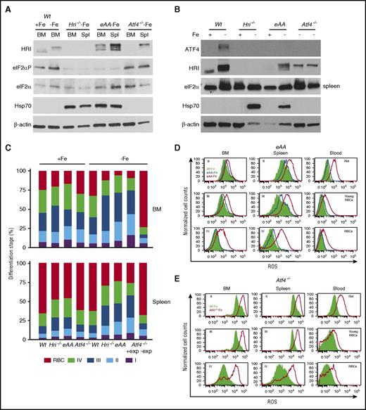 Figure 2. HRI-ISR is activated in ID and is necessary to promote differentiation and mitigate ROS. (A) HRI-eIF2αP signaling and (B) ATF4 expression in erythroid precursors from Wt, Hri−/−, eAA, and Atf4−/− mice. (C) Differentiation stages of Ter119+ cells from BM and spleen (Spl). +exp and –exp denote with or without splenic erythroid expansion, respectively, of Atf4−/−–Fe mice (supplemental Figure 2C-E). (D-E) Representative ROS histograms for Ter119+ populations from eAA and Atf4−/− mice. Wt–Fe (green shade), eAA+Fe (blue line), eAA–Fe (red line), and Atf4−/−–Fe (red line) in BM, spleen, and blood samples. Numbers of mice used in (C): Wt+Fe, n = 34; Hri−/−+Fe, n = 8; eAA+Fe, n = 6; Atf4−/−+Fe, n = 4; Wt–Fe, n = 31; Hri−/−–Fe, n = 9; eAA–Fe, n = 11; Atf4−/−–Fe +exp, n = 5; Atf4−/−–Fe, –exp, n = 5. Ret, reticulocyte.