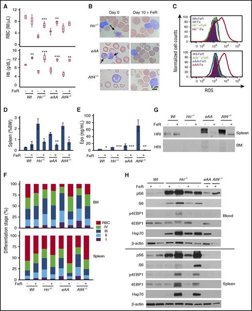 Figure 5. Iron repletion restores anemia and erythroid differentiation by attenuating HRI and mTORC1 signaling in iron-deficient mice. (A) RBC numbers and Hb levels in blood samples of iron-deficient (–FeR) and iron-replete (+FeR) mice. Mice were in ID for 16 to 20 weeks before FeR. (B) Representative Wright-Giemsa stained blood smears on day 0 and day 10 +FeR. Arrows indicate globin inclusions. (C) Representative histograms of ROS levels in reticulocytes of blood samples. (D) Spleen weights as percentage of body weight (BW). (E) Serum Epo levels. (F) Erythroid differentiation of BM and spleen samples. (G) Inactivation of HRI upon FeR in total spleen cells. (H) Downregulation of mTORC1 signaling upon FeR in spleen and blood cells. P values denote the difference between with and without FeR of each genotype. *P < .05, **P < .01, ***P < .001. Numbers of mice used: Wt–FeR, n = 3; Wt+FeR, n = 3; Hri−/−–FeR, n = 4; Hri−/−+FeR, n = 5; eAA–FeR, n = 5; eAA+FeR, n = 4; Atf4−/−–FeR, n = 5; Atf4−/−+FeR, n = 2.