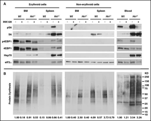 Figure 6. Inhibition of mTORC1 activity and protein synthesis in vivo by INK128. (A) mTORC1 activities measured by pS6 and p4EBP1 levels and (B) in vivo protein synthesis in the erythroid and non-erythroid cells in BM, spleen, and blood samples. Both Wt–Fe and Hri−/−–Fe mice were treated with vehicle or INK128 for 6 hours. Equal numbers of nucleated cells from BM and spleen were loaded, and the exposure time for developing the western blot was the same for BM and spleen. For blood samples, equal volumes of packed cells were loaded. For measurement of in vivo protein synthesis, the entire nitrocellulose membrane was incubated with anti-puromycin antibody. Puromycin signals from the entire lane of western blots demonstrate protein synthesis activity in this particular sample, which were quantified by ImageJ software and indicated at the bottom of each lane (details available in supplemental Methods). The protein synthesis in Wt–Fe BM samples is defined as 1 for samples from BM and spleens; for Wt–Fe blood samples, it is defined as 1 for comparison of protein synthesis in blood (right panel).