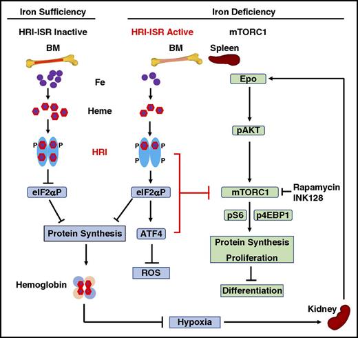 Figure 7. Proposed model of heme regulation of erythropoiesis during ID in vivo by HRI through coordinated translational control at eIF2αP and mTORC1 signaling. Left: Steady-state erythropoiesis in the BM under iron sufficiency. In iron and thus heme abundance, HRI homodimer is inactive because of full occupancies of heme onto the 4 HRI heme binding domains unable to phosphorylate eIF2α, thus permitting global protein synthesis, mainly globin proteins in erythroid cells. Sufficient hemoglobin production maintains oxygen-delivering capacity in blood without hypoxia. Middle: Activation of HRI-ISR under ID mitigates IE. Under iron/heme deficiency, HRI in BM erythroid precursors is activated by the dissociation of heme. HRI then induces ISR, phosphorylating eIF2α, which inhibits globin protein synthesis and results in a decrease of hemoglobin content and consequently induction of tissue hypoxia stress. In addition, eIF2αP selectively enhances the translation of ATF4 mRNA to alleviate ROS levels. Most important and novel here is that HRI-ISR inhibits mTORC1 signaling to mitigate IE in the spleen. Right: Elevated mTORC1 signaling and development of IE in mutant mice defective in HRI-ISR signaling in ID. Hypoxia induced by ID stimulates Epo production in the kidney and increases Epo in blood circulation. In the spleen, binding of Epo to its receptors in erythroid precursors induces AKT/mTORC1 signaling, thus phosphorylating 4EBP1 and S6K/S6 to increase protein synthesis, promote proliferation, and inhibit erythroid differentiation, which are the characteristics of IE. HRI-ISR serves as feedback to inhibit mTORC1 signaling activity inhibiting the development of IE in ID.