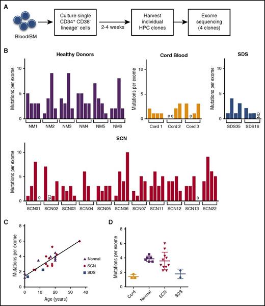 Figure 1. Hematopoietic progenitor mutation burden. (A) Experimental schema. CD34+ CD38− lineage− cells from blood (Nm1, Nm4, and cord blood) or bone marrow were sorted 1 cell per well and expanded on stromal support for 2 to 4 weeks. Exome sequencing was performed on 4 hematopoietic progenitor clones isolated from 6 healthy donors, 3 cord blood, 11 SCN, or 2 SDS patients. Somatic mutations were identified by comparison with exome sequence data from matched unfractionated blood or bone marrow leukocytes. (B) The number of somatic SNVs per exome for each clone. (C) The average number of somatic SNVs per hematopoietic progenitor exome vs age at sample collection. (D) The average number of somatic SNVs per exome. The mean ± standard error of the mean is shown. BM, bone marrow; HPC, hematopoietic progenitor cell; ND, not determined; NM, healthy volunteers.