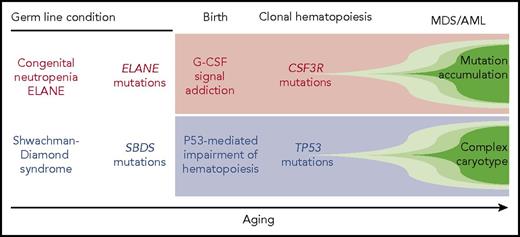 From germ line defects to clonal catastrophe in congenital neutropenia. Distinct germ line mutations induce specific hematopoiesis stresses, specific early somatic lesions in preleukemic clones, and specific MDS/AML.