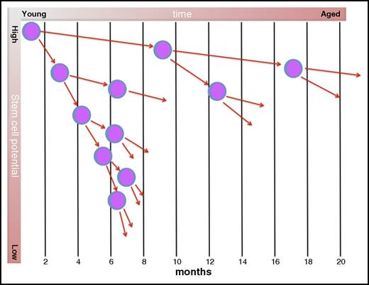 Figure 1. Hypothetical tracing of the offspring of a single HSC during aging. In mice, the most primitive HSC are believed to cycle only once every ∼4 months.23 With each cell division, daughter cells lose developmental (long-term repopulating) potential, such that each daughter is less potent than its ancestor. Cell-cycle times decrease with developmental stage. In young mice, the pool of stem cells is small, but the potency of each stem cell is high. In aged mice, the pool of stem cells has expanded, but their functionality is restricted. Adapted from Van Zant et al24 and Jung et al.25
