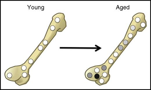 Figure 2. In aged mice, the absolute number of cells with regenerative potential increases, but the extent to which individual aged cells contribute to blood cell production becomes highly variable. The relative frequency of stem cells with high regenerative potential (white) compared with cells with low regenerative potential (gray and black) thus decreases upon aging.