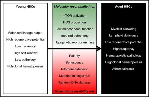 Figure 3. Cell-intrinsic mechanisms that contribute to HSC aging. Although some of these molecular events are difficult to revert, other may be amenable to pharmacological interventions and could be exploited to rejuvenate HSCs. ROS, reactive oxygen species.