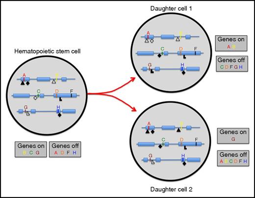 Figure 4. Repressive (closed symbols) and activating (open symbols) epigenetic marks cover all genes and affect transcriptional status. If an HSC divides, all genomic and epigenomic information must be properly propagated to daughter cells. If epigenetic marks are lost or gained, genes that should be expressed in HSC (B, C, and G) may become repressed; conversely, genes that should be repressed (A, D, F, and H) may become activated. As a consequence, functional stem cell activity of daughter cell 1 and 2 may be reduced compared with the HSC from which they derive.