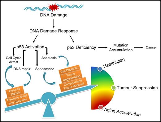 Figure 1. The influence of p53-mediated cell fate decision on cancer development and the aging process. Defective p53 leads to accumulation of mutations that drive carcinogenesis; on the contrary, p53 regulates diverse outcomes of the DDR, the fine-tuning of which balances healthspan, tumor suppression, and accelerated aging.