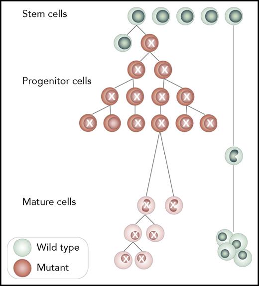 Figure 1. ARCH. ARCH is the clonal expansion of at least single HSPCs capable of multilineage differentiation. All cells belonging to the expanding clone share genetic variants, and at least some of them are recurrent and belong to ARCH-defining variants as in Table 1. A minimum of 1 somatic disrupting variant is needed for the diagnosis of ARCH, and wild-type cells that do not carry the mutation must be present. Although somatic mutations should be present both in hematopoietic stem and progenitor cells (HSPCs) and in mature cells, this concept is not mandatory for diagnosis because cell sorting is currently less feasible. Professional illustration by Somersault18:24.