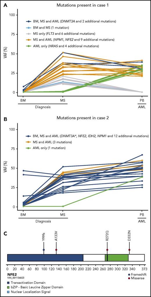Figure 1. An overview of the mutations identified in the 2 MS patients. (A) In case 1 a small preleukemic clone was identified in the morphologically normal BM at MS diagnosis (shown in dark and light blue). In the MS, further mutations were gained (shown in gray and orange), and later in the developing AML, additional mutations had accumulated (shown in green), whereas some mutations were lost (shown in gray and light blue). (B) In case 2, the preleukemic clone comprised the majority of the BM cells at MS diagnosis (shown in dark blue). The accumulating mutations were identical in the MS and the subsequently developing AML (shown in orange), apart from 1 additional mutation (shown in green). (C) A schematic illustration of NF2E depicting mutations identified in the 4 patients with isolated MS. All variants were primarily identified as mutations (VAF above 10%) in the MS and in the developed AML and subsequently investigated in all corresponding samples. All variants less than 5% are regarded as uncertain because of the low number of reads supporting the variant allele. BM, bone marrow; PB, peripheral blood; VAF, variant allele frequency. *Two mutations were present in DNMT3A in case 2.