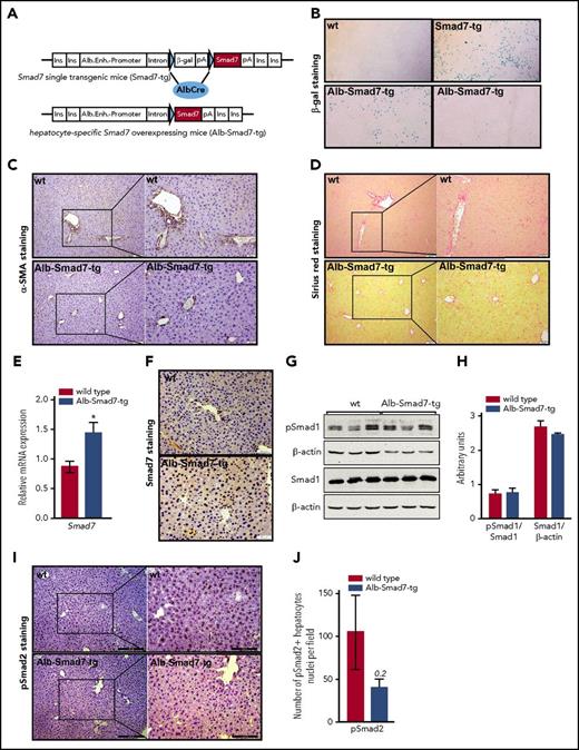Figure 1. Generation of hepatocyte-specific Smad7-overexpressing mice and liver status. (A) Schematic presentation of the Smad7-expression cassette: downstream of the albumin regulatory elements (Alb.Enh.-Promotor) are globin intron sequences (Intron) and a lac-Z reporter gene (β-Gal) with polyA signal (pA), flanked by 2 loxP sites (indicated by blue triangles). Downstream of the second loxP site is the murine Smad7 complementary DNA with another polyA signal. The construct is flanked by insulator sequences (Ins.) to minimize the influence of neighboring genomic regulatory sequences. (B) LacZ staining of the livers of wild-type (wt) mice and Smad7-tg single-transgenic animals showing a clear and strong signal; liver sections from 2 Alb-Smad7–transgenic animals are shown to demonstrate partial to no staining reactions (original magnification ×40). (C-D) Presence of hepatic fibrosis was evaluated by immunohistochemistry for α-smooth-muscle actin (α-SMA) expression, extracellular matrix–producing cells (scale bar, 50 μm; inset scale bar, 20 μm), and Sirius red (scale bar, 50 μm; inset scale bar, 20 μm), respectively. (E) Relative messenger RNA (mRNA) expression of Smad7 in the liver of Alb-Smad7-tg (n = 7) and control mice (n = 5), measured by quantitative real-time polymerase chain reaction (PCR). (F) Immunohistochemistry for Smad7 expression (scale bar, 50 μm) on liver sections from control and Alb-Smad7-tg mice (arrows indicate positive brown-colored staining). (G-H) Immunoblot analysis and relative quantification of pSmad1, total Smad1, and β-actin proteins in the livers of Alb-Smad7-tg and control mice (n = 3 per group). (I-J) Immunohistochemistry for Smad2 phosphorylation and quantification of pSmad2+ hepatocyte nuclei per field on liver sections from Alb-Smad7-tg and control mice (I: scale bar, 200 μm; inset scale bar, 100 μm). Images are representative staining of 2 to 3 mice per group. Data were analyzed using GraphPad Prism software and results are shown as mean ± standard error of mean (SEM). For statistical analysis, a nonparametric distribution and the Mann-Whitney U test were used. *P < .05; **P < .005; ***P < .0005.