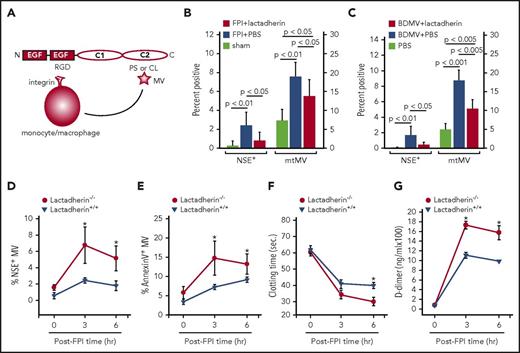 Figure 3. Lactadherin reduced MPs and its deficiency increased TBI-induced BDMV release and coagulopathy. (A) A schematic illustration of lactadherin-mediated MV clearance. (B) Levels of circulating NSE+ (scale on the left) and mtMVs (MitoTracker Green+, scale on the right) measured 3 hours after injury of sham mice and FPI mice preconditioned with PBS or lactadherin (n = 15, 1-way ANOVA). (C) Levels of circulating NSE+ MVs (scale on the left) and mtMVs (scale on the right) in noninjured mice infused with 1.5 × 107/mouse of BDMVs followed by lactadherin or PBS (n = 12, 1-way ANOVA). Plasma samples from lactadherin−/− mice and their wild-type littermates were examined for dynamic changes in plasma levels of (D) NSE+ MVs, (E) annexin V-binding MVs, (F) clotting time, and (G) plasma levels of d-dimer (n = 24, repeated-measures ANOVA; *P < .001).