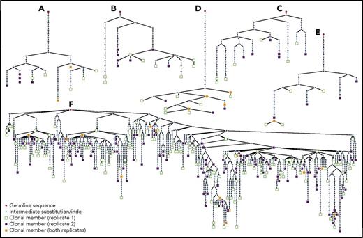 Figure 7. Genealogic analysis of large memory B-cell clones with intraclonal diversity. (A-C) Selected lineages of expanded clones in the NCSM B-cell subset. (D-E) Selected lineages of expanded clones in the CS memory B-cell subset. (F) Selected lineage of the second largest clonal expansion discovered in this study in the NCSM B-cell subset. The grayscale indicates whether a given clonal member was found in replicate 1, in replicate 2, or in both (legend). The germline IGHV gene is given as the root of the tree, and any sequential mutation event between the germline and the clonal members is shown as a small black circle. The lineages belong to the following clones: (A) Pt1, NCSM, IGHV4-59_IGHJ4, members (replicate 1/replicate 2): 7/7; (B) Pt5, NCSM, IGHV3-43_IGHJ4, members: 8/7; (C) Pt12, NCSM, IGHV3-30_IGHJ4, members: 7/6; (D) Pt23, CSM, IGHV6-1_IGHJ6, members: 11/7; (E) Pt14, CSM, IGHV4-34_IGHJ5, members: 5/5; (F) Pt31, NCSM, IGHV1-69_IGHJ4, members: 185/137.