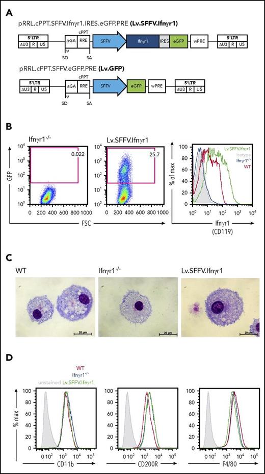 Figure 1. Constitutive lentiviral Ifnγr1 overexpression in Ifnγr1−/− macrophages. (A) Schematic representation of the lentiviral vector Lv.SFFV.Ifnγr1 expressing the Ifnγr1 cDNA by an SFFV promoter coupled to a GFP reporter via an internal ribosomal entry site (IRES). (B) GFP expression in Ifnγr1−/− macrophages (left) without and (middle) with transduction using the Lv.SFFV.Ifnγr1 vector. (Right) Histogram depicting IFNγR1 (CD119) expression in Ifnγr1−/−, WT, and Lv.SFFV.Ifnγr1-transduced macrophages compared with an isotype control. (C) WT, Ifnγr1−/−, and Lv.SFFV.Ifnγr1 macrophages presenting characteristic morphology in representative cytospins. (D) Characteristic macrophage surface marker expression of CD11b, CD200R, and F4/80 at similar levels on WT, Ifnγr1−/−, and Lv.SFFV.Ifnγr1-transduced macrophages compared with unstained samples. cPPT, central polypurine tract; FSC, forward scatter; GA, truncated GAG (group-specific antigen) sequence; LTR, long terminal repeat; ψ, packaging signal; R, redundant region; RRE, Rev-responsive element; SA, splice acceptor site; SD, splice donor site; U3, U3 region; U5, U5 region; wPRE, Woodchuck hepatitis virus posttranscriptional response element; WT, wild type.