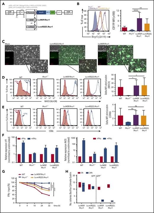 Figure 3. Expression and function of myeloid-specific lentiviral Ifnγr1 overexpression in Ifnγr1−/− macrophages. (A) Schematic representation of the lentiviral vectors expressing Ifnγr1 cDNA by a synthetic MSP (Lv.MSP.Ifnγr1) or an miRNA223 promoter (Lv.miR223.Ifnγr1), both coupled to a GFP reporter via an IRES. (B) Histogram depicting IFNγR1 expression in Ifnγr1−/−, WT, Lv.MSP.Ifnγr1-transduced, and Lv.miR223.Ifnγr1-transduced macrophages. Bar graphs depict the mean fluorescence intensity (MFI) of IFNγR1 (CD119; n = 3; one-way ANOVA using Dunnett’s multiple comparisons post hoc testing). (C) Representative brightfield, GFP–, and autofluorescence photos of mock-transduced, Lv.miR223.Ifnγr1-transduced, and Lv.MSP.Ifnγr1-transduced macrophages. Scale bars represent 50 μm. (D) Representative histograms depicting MHC-II upregulation on IFN-γ–stimulated vs unstimulated WT, Ifnγr1−/−, Lv.MSP.Ifnγr1-transduced, and Lv.miR223.Ifnγr1-transduced macrophages. Bar graphs depict summarized results of 4 independent experiments (one-way ANOVA using Dunnett’s multiple comparisons post hoc testing). (E) Representative histograms depicting CD86 upregulation on IFN-γ–stimulated vs unstimulated WT, Ifnγr1−/−, Lv.MSP.Ifnγr1-transduced, and Lv.miR223.Ifnγr1-transduced macrophages. Bar graphs depict summarized results of 4 independent experiments (one-way ANOVA using Dunnett’s multiple comparisons post hoc testing). (F) Relative mRNA expression of Irf1 and Nos2 in IFN-γ–stimulated WT, Ifnγr1−/−, Lv.MSP.Ifnγr1-transduced, and Lv.miR223.Ifnγr1-transduced macrophages normalized to unstimulated samples (n = 4). (G) IFN-γ internalization of WT, Ifnγr1−/−, Lv.MSP.Ifnγr1-transduced, and Lv.miR223.Ifnγr1-transduced macrophages over 32 hours (normalized to 0 hours; n = 3; two-way ANOVA using Tukey’s multiple comparisons post hoc testing). (H) Bacterial burden of BCG in Lv.MSP.Ifnγr1-transduced and Lv.miR223.Ifnγr1-transduced macrophages 24 hours after infection sorted into positive and negative groups for GFP expression (normalized to uptake value 0 hours after infection; n = 3). *P ≤ .05; **P ≤ .01; ****P ≤ .0001. For all bars, mean and SEM are shown.