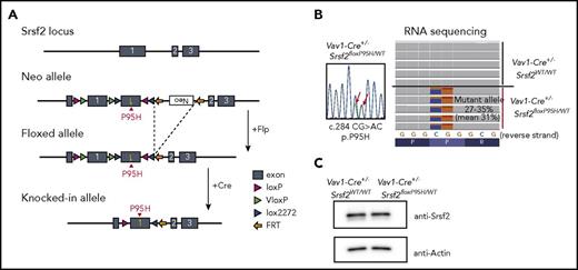 Figure 1. Generation of Srsf2 P95H conditional knockin mice. (A) Schematic representation of the targeted Srsf2 allele. (B) Sanger sequencing of polymerase chain reaction products of cDNA of the BM cells from Vav1-Cre+/−Srsf2floxP95H/WT mice (left), and RNA-seq of KSL cells of Vav1-Cre+/−Srsf2WT/WT and Vav1-Cre+/−Srsf2floxP95H/WT mice (right). (C) Western blot analysis of the expression of Srsf2 in the BM-derived nucleated cells of Vav1-Cre+/−Srsf2WT/WT and Vav1-Cre+/−Srsf2floxP95H/WT mice. FRT, flippase recognition target.