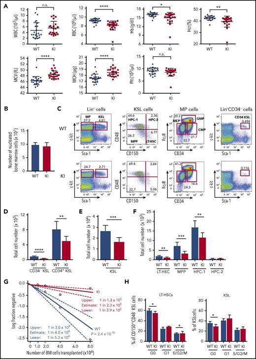 Figure 2. Reduced number of HSPCs with impaired differentiation in Srsf2 mutant mice. (A) White blood cells (WBCs), red blood cells (RBCs), hemoglobin (Hb), hematocrit (Hct), MCV, MCH, and platelet (Plt) counts in PB from 8- to 15-week-old Vav1-Cre+/−Srsf2WT/WT (WT) and Vav1-Cre+/−Srsf2floxP95H/WT (KI) littermate male mice are plotted as dots (n = 21 per group). The mean ± standard deviation (SD) are indicated as bars. (B) Absolute numbers of nucleated BM cells in bilateral femurs and tibias from 12- to 15-week-old WT and KI male mice are shown as mean ± SD (n = 8). (C) Representative flow cytometry analysis of the BM stem and progenitor populations of WT and KI mice. (D-F) Total cell number of CD34−KSLs and CD34+KSLs (panel D); KSL cells (panel E); and LT-HSCs, MPPs, HPC-1, and HPC-2 (panel F) in the BM of 12- to 15-week-old mice (mean ± SD, n = 8). (G) Limiting-dilution analysis based on competitive repopulation 3 months after transplantation determined the frequency of multilineage repopulating cells in the BM. Data are expressed as mean and 95% confidence intervals for WT (n = 96 samples) and KI (n = 95 samples) combined from 4 independent experiments. Frequency and probability estimates were computed using the extreme limiting dilution analysis (ELDA) software (Bioinformatics). (H) Cell cycle analysis in LT-HSCs (c-Kit+Sca-1+LinlowCD150+CD48−) and KSL cells using Ki-67 and Hoechst 33342 staining (mean ± SD, n = 6). *P < .05; **P < .01; ***P < .001; ****P < .0001. n.s., not significant.