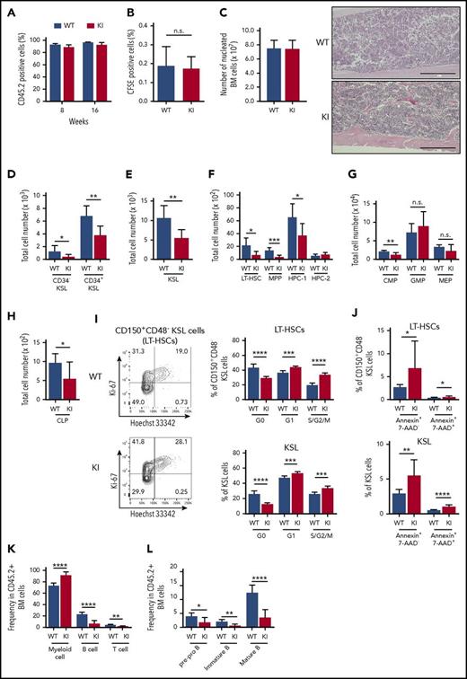 Figure 3. Consequences of Srsf2 P95H mutation on hematopoiesis in transplantation settings. (A) The percentage of CD45.2+ donor cells in the PB of WT and KI mice. Data are shown as mean ± SD from 3 independent experiments. The numbers of mice analyzed are n = 27 at 8 weeks and n = 21 at 16 weeks after transplantation. (B) The percentage of CFSE-positive cells in the BM of WT and KI mice at 16 hours after transplantation (mean ± SD, n = 5). (C) Left panel: absolute number of nucleated BM cells in bilateral femurs and tibias from WT and KI mice. Right panel: Section of femurs stained with hematoxylin and eosin. Scale bars, 400 μm. (D-H) Total cell number of donor-derived CD45.2+ CD34−KSLs and CD34+KSLs (panel D); KSL cells (panel E); LT-HSCs, MPPs, HPC-1, and HPC-2 (panel F); myeloid progenitors (panel G); and CLPs (panel H) in the BM (mean ± SD, n = 7). (I) Cell cycle analysis in donor-derived LT-HSCs and KSL cells using Ki-67 and Hoechst 33342 staining (mean ± SD, n = 6). (J) Percentage of apoptotic cells in donor-derived LT-HSCs and KSL cells (mean ± SD: WT, n = 10; KI, n = 9). (K) Percentages of myeloid (Gr-1+ and/or Mac-1+), B-lymphoid (B220+), and T-lymphoid (CD4+ and/or CD8+) cells in the donor-derived CD45.2+ nucleated BM cells (mean ± SD, n = 7). (L) Percentages of pre-pro B (CD19+ B220+ IgM−), immature B (CD19+ B220mid IgM+), and mature B (CD19+ B220high IgM+) populations in the donor-derived CD45.2+ nucleated BM cells (mean ± SD, n = 7). In panels C through L, mice were analyzed at 15 to 20 weeks after transplantation. *P < .05; **P < .01; ***P < .001; ****P < .0001. IgM, immunoglobulin M. KI, Srsf2 mutant transplanted mice; WT, wild-type transplanted mice.