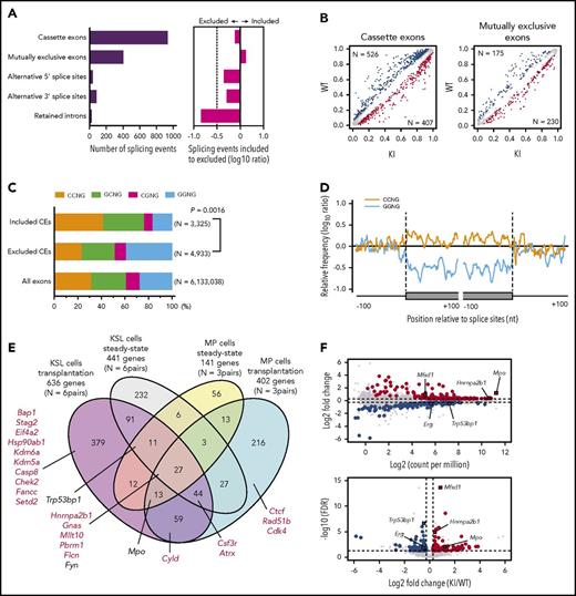 Effect of Srsf2 P95H mutation on RNA splicing and expression in vivo. (A) Number of abnormal AS events identified in KSL cells of KI mice compared with that of WT mice in transplantation settings (n = 6 pairs). The log10 ratio of the number of abnormal AS events differentially included to those differentially excluded is also shown. (B) Inclusion levels of the CEs and mutually exclusive exons in KSL cells of KI mice compared with that of WT mice in transplantation settings are plotted. The colored dots represent significantly more included (red) and excluded (blue) events. The gray dots represent nonsignificant AS events with ≤5% inclusion level differences. (C) The composition of SSNG motifs in the more included or excluded CEs in the KSL cells of KI mice compared with that of WT mice in transplantation settings, and SSNG motif compositions in all of the exons from the mouse reference genome (mm10). (D) Relative frequency (log10 ratio) of the 7-base window-averaged number of CCNG and GGNG motifs in the CEs promoted vs repressed in KSL cells of KI mice, extending 100 nt into their upstream and downstream from the 5′ and 3′ splice sites. (E) Venn diagram comparing the differentially spliced genes between KI and WT cells from 4 different populations, ie, KSL and MP cells from the steady-state mice and those from the recipient mice in transplantation settings. Genes registered in the Cancer Gene Census are shown in red. (F) MA plot and volcano plot showing the transcriptional changes between KI and WT KSL cells in transplantation settings. Significantly upregulated and downregulated genes in KI cells compared with control cells are indicated by red and blue, respectively. (G) Venn diagram comparing the differentially upregulated (left) and downregulated (right) genes in Srsf2 mutant KSL and MP cells from the steady-state mice vs those from the recipient mice in transplantation settings. Genes registered in the Cancer Gene Census are shown in red. (H) Gene set enrichment analysis demonstrating a significant positive enrichment of gene sets upregulated in human MDS compared with healthy controls in Srsf2 mutant KSL cells relative to wild-type KSL cells in transplantation settings (left panel), and negative enrichment of gene sets associated with the stemness (middle panel) and quiescence (right panel) in Srsf2 mutant KSL cells relative to wild-type KSL cells under the steady-state conditions. Nominal P values, FDRs, and normalized enrichment scores (NSEs) are indicated. KI, Srsf2 mutant transplanted mice; WT, wild-type transplanted mice.