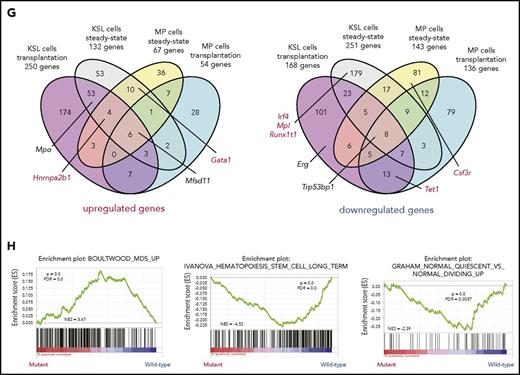 Effect of Srsf2 P95H mutation on RNA splicing and expression in vivo. (A) Number of abnormal AS events identified in KSL cells of KI mice compared with that of WT mice in transplantation settings (n = 6 pairs). The log10 ratio of the number of abnormal AS events differentially included to those differentially excluded is also shown. (B) Inclusion levels of the CEs and mutually exclusive exons in KSL cells of KI mice compared with that of WT mice in transplantation settings are plotted. The colored dots represent significantly more included (red) and excluded (blue) events. The gray dots represent nonsignificant AS events with ≤5% inclusion level differences. (C) The composition of SSNG motifs in the more included or excluded CEs in the KSL cells of KI mice compared with that of WT mice in transplantation settings, and SSNG motif compositions in all of the exons from the mouse reference genome (mm10). (D) Relative frequency (log10 ratio) of the 7-base window-averaged number of CCNG and GGNG motifs in the CEs promoted vs repressed in KSL cells of KI mice, extending 100 nt into their upstream and downstream from the 5′ and 3′ splice sites. (E) Venn diagram comparing the differentially spliced genes between KI and WT cells from 4 different populations, ie, KSL and MP cells from the steady-state mice and those from the recipient mice in transplantation settings. Genes registered in the Cancer Gene Census are shown in red. (F) MA plot and volcano plot showing the transcriptional changes between KI and WT KSL cells in transplantation settings. Significantly upregulated and downregulated genes in KI cells compared with control cells are indicated by red and blue, respectively. (G) Venn diagram comparing the differentially upregulated (left) and downregulated (right) genes in Srsf2 mutant KSL and MP cells from the steady-state mice vs those from the recipient mice in transplantation settings. Genes registered in the Cancer Gene Census are shown in red. (H) Gene set enrichment analysis demonstrating a significant positive enrichment of gene sets upregulated in human MDS compared with healthy controls in Srsf2 mutant KSL cells relative to wild-type KSL cells in transplantation settings (left panel), and negative enrichment of gene sets associated with the stemness (middle panel) and quiescence (right panel) in Srsf2 mutant KSL cells relative to wild-type KSL cells under the steady-state conditions. Nominal P values, FDRs, and normalized enrichment scores (NSEs) are indicated. KI, Srsf2 mutant transplanted mice; WT, wild-type transplanted mice.