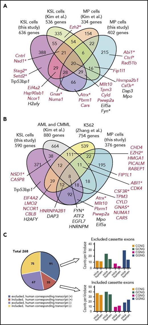 Figure 7. Comparisons of misspliced genes in Srsf2-mutated cells between different mouse models and human cells. (A) Comparisons of misspliced genes in KSL and MP cells from Srsf2 mutant transplanted mice in the current study and those from Mx1-Cre–mediated Srsf2 mutant mice (Kim et al12). Genes registered in the Cancer Gene Census are shown in red. Genes implicated in the pathogenesis of myeloid malignancies are marked with asterisks. (B) Comparisons of differentially spliced genes in KSL and MP cells from Srsf2 mutant transplanted mice in the present study, SRSF2-mutated primary acute myeloid leukemia (AML) and CMML samples (Kim et al12), and K562 cell line transduced with mutant SRSF2 (Zhang et al13). Genes registered in the Cancer Gene Census are shown in red. Genes implicated in the pathogenesis of myeloid malignancies are marked with asterisks. (C) Pie chart showing the number of promoted/repressed CEs in both KSL and MP cells from Srsf2 mutant transplanted mice but not in SRSF2 mutant human samples, with or without corresponding transcripts of the human orthologs. For those CEs who had human corresponding transcripts, the frequency of SSNG motifs (counts per kilobase) was compared between mice and humans.