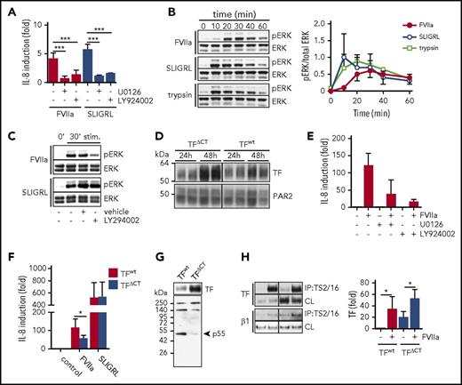 Figure 2. TF-FVIIa triggers a distinct PAR2 signaling pathway that involves PI3 kinase–dependent MAP kinase signaling. (A) IL-8 mRNA quantification of HaCaT cells stimulated with FVIIa (10 nM) and PAR2 agonist SLIGRL (50 μM) with or without MEK inhibitor U0126 (1 μM) and PI3K inhibitor LY294002 (1 μM) (n = 3-5). ***P < .001, one-way ANOVA and Dunnett’s test. (B) Time course of ERK phosphorylation (pERK) in HaCaT cells stimulated with FVIIa (10 nM) or SLIGRL (50 μM). Upper panel: representative western blots of pERK and total ERK. Lower panel: densitometric quantification of pERK western blots from 3 independent experiments (n = 7). *P < .05, Student t test. (C) Western blots for pERK levels in HaCaT cells stimulated (stim) for 30 minutes with FVIIa (10 nM) and SLIGRL (50 μM) in the absence or presence of MEK inhibitor U0126 (1 μM) and PI3 kinase inhibitor LY294002 (1 μM). (D) Western blots of TF and PAR2 in A7 cells 24 and 48 hours after adenoviral transduction to express PAR2 as well as TF and TFΔCT, respectively. (E) Quantification of IL-8 mRNA in A7 cells that were transduced to express TF wt and PAR2 48 hours before the experiment and stimulated with FVIIa (10 nM) for 90 minutes with and without MEK inhibitor U0126 (1 μM) or PI3 kinase inhibitor LY294002 (1 μM). (F) Quantification of IL-8 mRNA in A7 cells expressing full-length TF or TFΔCT stimulated for 90 minutes with FVIIa (10 nM) or SLIGRL (50 μM) (n = 3). *P < .05, paired Student t test. (G) Western blot of TF and p55 in TF immunoprecipitates using αTF 5G9 antibody coupled to DynaBeads from A7 melanoma cells expressing full-length TF or TFΔCT. (H) Representative western blots and densitometric quantification of 4 independent experiments of TF in a TS2/16 pull-down assay and cleared cell lysates from A7 cells expressing TF wt and TFΔCT, respectively, after 30 minutes of stimulation with FVIIa (10 nM) (n = 4). *P < .05, one-way ANOVA and Tukey’s test. CL, cleared-cell lysate; IP, immunoprecipitate.