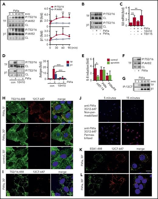 Figure 3. FVIIa promotes TF complex formation with the active conformer of integrin β1. (A) TF-integrin β1 interaction in HaCaT cells stimulated for indicated time points with FVIIa (10 nM). Left panel: representative western blots of TF and integrin β1 in immunoprecipitates from Brij 35 cell lysates using DynaBead-coupled integrin β1-specific antibodies TS2/16 (active conformer) or AIIB2. Right panel: densitometric quantification of western blots (n = 4). *P < .05, **P < .01, one-way ANOVA and Dunnett’s test. (B) Representative western blot of TF and integrin β1 in a TS2/16 pull-down assay of Brij 35 lysates from HaCaT cells stimulated with FVIIa (10 nM) and active-site inhibited FVIIai (10 nM) for 30 minutes. (C) Quantification of IL-8 mRNA in FVIIa-stimulated cells (10 nM) in the absence or presence of αTF antibody 10H10 (50 μg/mL) or control immunoglobulin G TIB115 (50 μg/mL) (n = 3). **P < .01, one-way ANOVA and Dunnett’s test. (D) FVIIa-induced TF-integrin β1 interaction in HaCaT cells incubated with or without 10H10 (50 μg/mL). Left panel: representative western blots of TF and integrin β1 in TS2/16 immunoprecipitates. Right panel: densitometric quantification of western blots (n = 4). ***P < .01, Student t test. (E) Quantification of IL-8 mRNA in MDA-MB-231 cells stimulated for 90 minutes with recombinant matriptase (rhST-14, 5 nM), FVIIa (10 nM), or FVIIa (0.5 nM)/FX (50 nM) in the absence or presence of serine protease inhibitor aprotinin (5 μM) (n = 3). *P < .05, Student t test. (F) Representative western blot of TF in a TS2/16- and AIIB2 pull-down assay of Brij 35 lysates from MDA-MB-231 cells stimulated with FVIIa (10 nM) for 30 minutes. (G) Representative western blots of TF and integrin β1 in immunoprecipitates from Brij 35 cell lysates using DynaBead-coupled FVIIa-specific antibody 12C7. (H) For intracellular tracking of FVIIa, fluorophore-conjugate antibody anti-FVIIa 12C7-Alexa647 (5 μg/mL) was added to FVIIa stimulation (10 nM for indicated time) in MDA-MB-231 cells. After fixation, cells were counterstained for integrin β1 with TS2/16-fluorescein isothiocyanate (FITC) (5 μg/mL) and nuclei (Hoechst, 1 μg/mL). Scale bar = 10 μm. (I) Similarly, FVIIa was tracked in HaCaT cells over 30 minutes of stimulation by using fluorophore-conjugate antibody anti-FVIIa 12C7-Alexa647 (5 μg/mL) and counterstaining for integrin β1 with TS2/16-FITC. Scale bar = 10 μm. (J) Postfixation staining of MDA-MB-231 cells after incubation with FVIIa for 5 and 15 minutes with anti-FVIIa 3G12-Alexa647 with and without permeabilization after blockade of surface FVIIa with unlabeled antibody. Confocal images of (K) MDA-MB-231 cells and (L) HaCaT cells incubated with anti-FVIIa 12C7-Alexa647 (5 μg/mL) during 30 minutes of stimulation with FVIIa (10 nM). Cells were counterstained for early endosomal marker EEA1 (αEEA1-Alexa488 conjugate, 5 μg/mL) and nuclei (Hoechst, 1 μg/mL) postfixation. Scale bar = 10 μm. con, control.