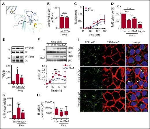 Figure 4. The KGE motif in FVIIa is required for integrin β1 complex formation and proangiogenic cell signaling. (A) Location of the surface-exposed KGE motif in the crystal structure of FVIIa.68 (B) Amidolytic activity of FVIIa wt and E26A was measured by chromogenic substrate conversion (n = 4). P = .503, Student t test. (C) HaCaT cell-surface FXa generation with indicated concentrations of FVIIa E26A and FVIIa wt. (D) PAR2 receptor cleavage by FVIIa wt and E26A as well as trypsin in Chinese hamster ovary cells expressing FLAG-tagged PAR2 (n = 3). ***P < .001, one-way ANOVA and Dunnett’s test. (E) TS2/16 immunoprecipitation of Brij 35 lysates from HaCaT cells stimulated with 10 nM FVIIa wt or E26A for 30 minutes. Upper panel: representative western blots of TF in TS2/16 immunoprecipitates and CLs. Lower panel: densitometric quantification of TF western blots (n = 6). *P < .05, one-way ANOVA and Dunnett’s test. (F) Time course of ERK phosphorylation in HaCaT cells stimulated with 10 nM FVIIa wt or E26A. Upper panel: representative western blots of pERK and total ERK. Lower panel: densitometric quantification of pERK western blots normalized to total ERK of 3 independent experiments (n = 3). *P < .05, ***P < .001, Student t test. (G) Quantification of IL-8 mRNA in HaCaT cells stimulated for 90 minutes with 10 nM FVIIa wt and E26A, respectively (n = 8). ***P < .001, one-way ANOVA. (H) TF cell-surface expression of HaCaT cells stimulated with FVIIa wt and E26A determined by fluorescence-activated cell sorting (FACS) analysis (n = 7). **P < .01, one-way ANOVA. (I) Confocal imaging of HaCaT cells incubated with 10 nM FVIIa wt and E26A, respectively, in the presence of TS2/16-Alexa 647 conjugate (5 μg/mL). Cells were stained for early endosomes with αEEA1-Alexa488 (5 μg/mL) and nuclei (Hoechst, 1 μg/mL) after fixation. Scale bar = 10 μm. MFI, mean fluorescence intensity; n.s. not significant.