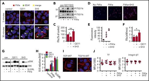 Figure 5. Arf6-dependent integrin recycling controls TF signaling and procoagulant function. HaCaT cells were pre-incubated with small-molecule inhibitors QS11 and SH3 for 2 hours. QS11 promotes arf6-GTP loading and thus it promotes arf6 activity, whereas SH3 inhibits arf6-GEF cytohesin, which causes accumulation of nonactive arf6-guanosine diphosphate. (A) Confocal imaging of HaCaT cells treated with QS11 (10 μM) or SH3 (20 μM). FVIIa (10 nM) was added together with FVIIa antibody 12C7-Alexa647 (red), and cells were incubated for 5 or 30 minutes. Upon fixation, cells were counterstained for early endosome antigen 1 (EEA1-Alexa488, green) and nuclei (Hoechst, blue). Scale bar = 10 μm. (B) TS2/16 immunoprecipitates and debris-cleared lysates (CLs) of Brij 35 cell lysates of HaCaT cells treated with QS11 (10 μM) and SH3 (20 μM) before FVIIa stimulation (10 nM; 30 minutes) were analyzed by western blot for TF and integrin β1. (C) FXa generation on HaCaT cells treated with QS11 and SH3 for 2 hours (n = 4). *P < .05, **P < .01, one-way ANOVA and Dunnett’s test. (D) Representative surface staining for FVIIa after fixation with antibody 3G12 following exposure of MDA-MB-231 to FVIIa with or without SH3 pretreatment. (E) Quantification of fluorescent intensity of at least 4 random views from 2 independent experiments of cells treated as shown in panel D. Fluorescent intensity of images was quantified with imageJ software. (F) FXa generation on MDA-MB-231 cells as described in panel C. *P < .05. (G) ERK phosphorylation of HaCaT cells pretreated with arf6 inhibitors before stimulation with SLIGRL (50 μM) or FVIIa (10 nM) for 30 minutes. (H) Quantification of IL-8 mRNA induction in QS11- and SH3-pretreated HaCaT cells after 90 minutes of stimulation with SLIGRL (50 μM) or FVIIa (10 nM) (n = 4). ***P < .001, one-way ANOVA and Tukey’s test. (I) Representative confocal images of HaCaT cells stimulated with FVIIa (10 nM) for 30 minutes, fixed, permeabilized, and stained for TF (5G9-Alexa647) or integrin β1 (TS2/16-Alexa647). Scale bar = 10 μm. (J) FACS surface staining of TF and integrin β1 on HaCaT cells that were stimulated with FVIIa for 30 minutes (n = 7).