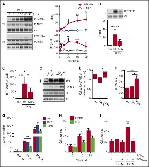 Figure 6. TF-FVIIa signaling in A7 melanoma cells requires FVIIa-mediated integrin complex formation and arf6 function. (A) TF-integrin β1 interaction in TF and PAR2 transduced A7 melanoma cells that were stimulated for indicated times with FVIIa (10 nM). Left panel: representative western blots of TF and integrin β1 in immunoprecipitates of Brij 35 cell lysates using DynaBead-coupled TS2/16 or AIIB2 antibody. Right panel: densitometric quantification of western blots (n = 4). *P < .05, **P < .01, ***P < .001, one-way ANOVA and Dunnett’s test. (B) Representative western blots and densitometric quantification of 4 independent experiments of TF in a TS2/16 pull-down assay from Brij 35 lysates from A7 cells stimulated with 10 nM FVIIa wt or E26A (n = 4). **P < .01, ***P < .001. One-way ANOVA and Tukey’s test. (C) Quantification of IL-8 mRNA in A7 cells after 90 minutes of stimulation with FVIIa wt (10 nM) or E26A (10 nM) (n = 7). *P < .05, **P < .01, ***P < .001, ANOVA multiple comparison with Bonferroni correction. (D) Western blots of TF, integrin β1, arf6, and HA-tag of A7 cell lysates transduced to express HA-tagged arf6 wt, constitutively active mutant Q67L, or dominant-negative mutant T27N. (E) Cell surface expression of TF detected by antibody 5G9 in TF and PAR2 transduced cells co-expressing arf6 wt, Q67L, or T27N. Expression levels were normalized to TF and PAR2 transduced cells without arf6 virus from the same experiment (n = 5). *P < .05, one-way ANOVA and Tukey’s test. (F) FXa generation on A7 cells expressing arf6 mutants (n = 3). *P < .05, ** P < .01, one-way ANOVA and Dunnett’s test. (G) IL-8 mRNA quantification in A7 cells expressing arf6 mutants after 90 minutes of stimulation with FVIIa (10 nM) or SLIGRL (50 μM) (n = 4). **P < .01, one-way ANOVA and Tukey’s test. (H) Trans-well migration assay of highly motile M24met melanoma cells that were left untreated (black bars) or pre-incubated with SH3 (20 μM; white bars) before stimulation with 10 or 50 nM FVIIa (n = 3). *P < .05, Student t test. (I) Trans-well migration assay of M24met melanoma cells stimulated with 10 nM or 50 nM FVIIa wt and E26A (n = 3). **P < .05, one-way ANOVA and Tukey’s test.