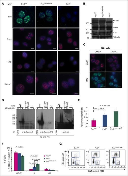 Figure 1. PmlC62A/C65A expression induces mislocalization of NB constituents, Pml SUMOylation deficiency, and expansion of the LSK compartment. (A) Representative confocal microscopy images are presented for Pml (green), Daxx, Cbp, and Sumo-1 (red) staining in PmlWT, PmlC62A/C65A, and Pml−/− MEFs. Nuclei were counterstained with 4′,6-diamidino-2-phenylindole (DAPI) (blue). Scale bar, 10 μm. (B) Expression levels demonstrated by western blot analysis of whole-cell lysates extracted from PmlWT, PmlC62A/C65A, and Pml−/− MEFs. The asterisk (*) indicates a nonspecific band. Tubulin was used as loading control. (C) Representative images of DAXX (red) and PML (green) staining in NB4 cells treated with DMSO (vehicle control) or ATRA (1 μM). Nuclei were counterstained with DAPI (blue). Scale bar, 10 μm. (D) MEFs were treated with or without ATO (1 μM) for 1 hour, as indicated, followed by immunoprecipitation (IP) by control immunoglobulin G (IgG; CTRL) or with antibodies against the indicated protein. The immunoprecipitates were analyzed by immunoblot (IB) with an anti-Pml antibody in order to reveal the SUMOylated or ubiquitinated forms of Pml. Data shown are representative of 3 independent experiments. (E) Relative number of LSK cells in BM at 8 weeks (n ≥ 3). (F) Cell-cycle phase distribution of LSK cells labeled with Click-iT EdU in vivo (n ≥ 3). (G) Representative dot plots of cell-cycle status of LSK population. (E-F) Two-tailed unpaired Student t test analyses were performed.