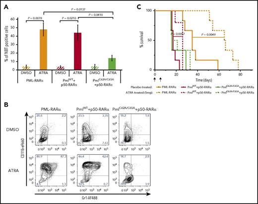 Figure 3. Response to ATRA treatment is compromised when Pml NBs are disrupted. (A) Differentiation of BM cells from secondary recipients determined by in vitro NBT assay following treatment with DMSO (vehicle control) or ATRA (1 μM) (n ≥ 4). A minimum of 1100 cells were counted per sample using Nikon NIS Elements C software. Two-tailed unpaired Student t test analysis was performed. (B) Representative contour plots of leukemic blasts treated with DMSO (vehicle control) or ATRA (1 µM) for the myeloid differentiation markers CD11b and Gr1. (C) Survival of secondary recipients treated with ATRA (5 mg) or placebo pellets from day 7 posttransplantation (n ≥ 5). This graph represents pooled data from 3 independent experiments. The log-rank test was used. I, implantation; T, transplantation.