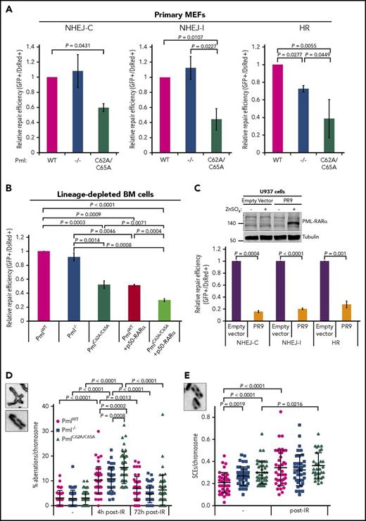 Figure 4. Efficiency of NHEJ and HR altered by Pml NB disruption. (A) Efficiency of NHEJ-C (compatible DNA ends), NHEJ-I (incompatible DNA ends), and HR pathways in primary MEFs (n = 3). The efficiency of repair was measured by quantification of green fluorescent protein (GFP) fluorescence expression, which can only occur when linearized plasmids are accurately ligated (NHEJ-C) or repaired (NHEJ-I and HR). (B) Efficiency of NHEJ-C in lineage-depleted BM cells (n ≥ 5). (C) Efficiency of NHEJ-C, NHEJ-I, and HR in U937-Empty vector and U937-PR9 cell lines, 48 hours after ZnSO4 treatment of induction of PML-RARα expression (n = 4). Western blot analysis of whole-cell lysates from U937-Empty vector and U937-PR9 cell lines treated with (+) or without (−) ZnSO4 confirming PML-RARα expression. Tubulin was used as loading control. (A-C) Two-tailed unpaired Student t test analyses were performed. (D) Percentage of chromosomal aberrations (breaks, gaps, and rearrangements) in MEFs at the indicated time post-IR (n > 40 metaphase spreads from 3 independent experiments). Representative images (inset; original magnification ×100) of a chromatid rearrangement and a chromatid gap. (E) Sister chromatid exchange (SCE) rate per chromosome in MEFs, nontreated or treated with IR (n > 30 metaphase spreads from 3 independent experiments). Representative image (inset; original magnification ×100) of SCEs. (D-E) The 2-tailed Mann-Whitney U test was used.
