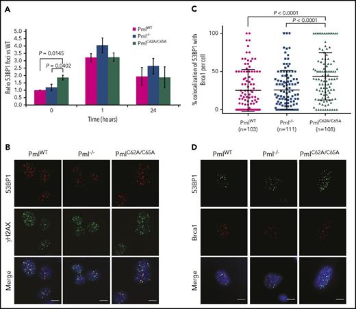 Figure 5. Elevated colocalization between 53BP1 and Brca1 foci in PmlC62A/C65A cells. (A) Ratio of 53BP1 foci in MEFs over a 24-hour time course following IR exposure (n = 3 per time point). Two-tailed unpaired Student t test analysis was performed. *P < .05. (B) Representative images of irradiated MEFs immunostained for 53BP1 (red), γH2AX (green), and DAPI (blue). Scale bar, 10 μm. (C) Quantification of 53BP1 and Brca1 foci colocalization 1 hour post-IR in MEFs from 3 independent experiments. Only cells coexpressing 53BP1 and Brca1 foci were counted. Significance was assessed by 2-tailed Mann-Whitney U test. (D) Representative images of irradiated MEFs immunostained for 53BP1 (green), Brca1 (red), and DAPI (blue). Scale bar, 10 μm.