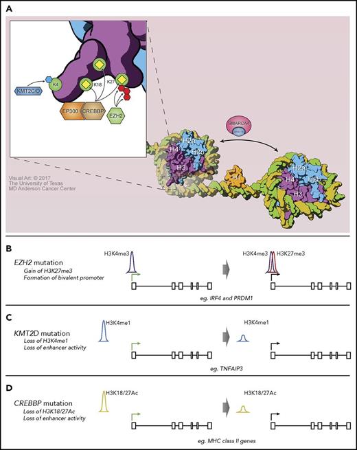 Figure 1. The consequences of CMG mutations on histone posttranslational modifications. (A) A depiction of the normal role of CMGs that are recurrently mutated in FL. KMT2C/D methylates H3K4, CREBBP and EP300 acetylate multiple residues including H3K18 and H3K27, and EZH2 catalyzes trimethylation of H3K27. (B) EZH2 Y641 mutation was predominantly associated with the gain of H3K27me3 at promoters already marked with H3K4me3, to form bivalent promoters. (C) KMT2D loss was associated with reduced H3K4 methylation at enhancer elements, including that for the TNFAIP3 gene. (D) CREBBP loss was associated with reduced H3K18Ac/H3K27Ac at enhancer elements, including those of major histocompatibility complex (MHC) class II genes.