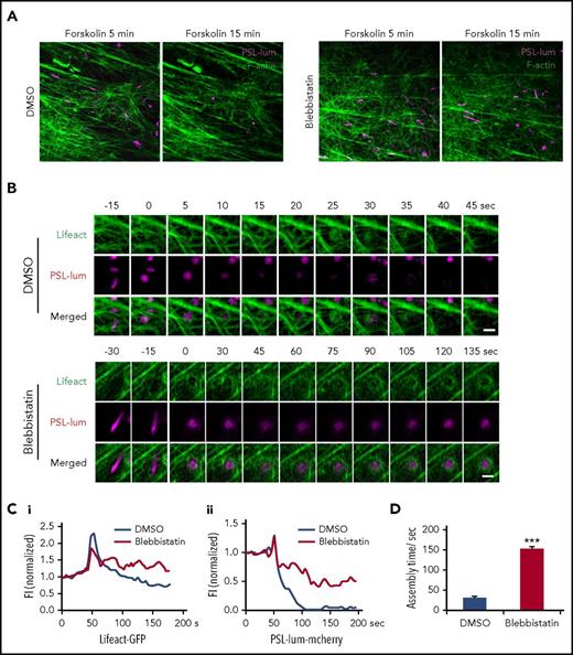 Figure 4. Myosin II activity is required for cAMP-mediated formation of functional actin framework around WPBs before fusion and subsequent exocytosis. (A) Representative images showing VWF secretion with acute DMSO or blebbistatin treatment in the presence of forskolin in HUVECs coexpressing PSL-lum-mCherry (PSL-lum) and Lifeact-GFP (Lifeact). (B) Representative time-courses of actin framework formation in cells with acute DMSO or blebbistatin treatment. (C) Normalized fluorescence intensity (FI) of Lifeact-GFP around exocytosing WPBs (Ci) and of PSL-lum-mCherry (Cii) in DMSO- and blebbistatin-treated cells. (D) Assembly times for the actin framework as in B. ***P < .001; scale bars, 5 μm in A, 1 μm in E (mean ± standard deviation; Student’s t-test).