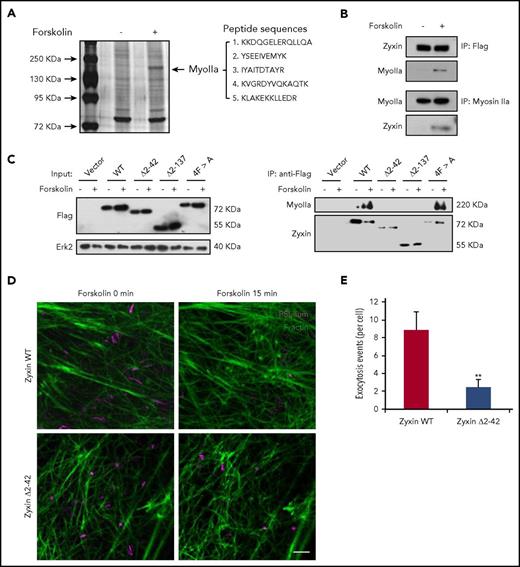 Figure 5. Interaction between myosin IIa and zyxin is required for cAMP-mediated actin framework formation and WPB exocytosis. (A) Silver-stained gels showing immunoprecipitates from HUVECs with or without forskolin stimulation. Peptide sequences derived from the myosin IIa band (MyoIIa) were obtained by mass spectrometry. (B) Immunoprecipitation between myosin IIa and zyxin using HUVECs (bottom) or zyxin-flag-overexpressing HUVECs (upper). The immunoprecipitates were immunoblotted with either zyxin antibody (zyxin) or myosin IIa antibody (MyoIIa). (C) Immunoprecipitation of myosin IIa with the indicated antibodies using lysates of HUVECs expressing WT or the zyxin, zyxin Δ2-42, zyxin Δ2-137, or 4FA mutant with forskolin stimulation. (D) HUVECs coexpressing mCherry-PSL-lum (PSL-lum, magenta) and Lifeact-GFP (F-actin, green) were infected with shRNAs against zyxin (shZyxin), followed by introduction of WT or the zyxin Δ2-42 mutant. Images show the basal state (0 min) and the last imaging points (15 min; n = 4; 2 independent experiments). (E) Average numbers of exocytotic events in cells used in D (n = 4; **P < .01; 2 independent experiments; scale bars, 5 μm in A, B, and E, 1 μm in insets; mean ± standard deviation; Student’s t-test).