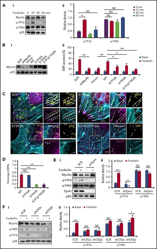 Figure 6. Phosphorylation of different myosin IIa sites plays distinct roles in regulation of VWF secretion. (Ai) Western blot of phospho-myoIIa at S1916 (ppS1916) and S1943 (ppS1943) in HUVECs stimulated with forskolin for different points. (Aii) Ratio of phosphorylated myoIIa at S1916 (p1916) and S943 (p1943) to total myoIIa of left. (Bi) Western-blot of myosin mutants expressed in HUVECs. (Bii) Enzyme-linked immunosorbent assay of VWF secretion from HUVECs expressing SCR and shMyoIIa in the presence of forskolin, rescued by WT myosin IIa (WT) and the S1916A, S1943A, or S1916/1943A mutants of myosin IIa (n = 4; *P < .05, **P < .01, 3 independent experiments). (C) Immunostaining of VWF (yellow), F-actin (cyan), and paxillin (magenta) in HUVECs used in B. (D) Percentage of WPBs along the FA-anchored stress fibers in C. (Ei) Western blot of phospho-myoIIa at S1916 (p1916) and S1943 (p1943) in SCR and shZyxin HUVECs stimulated with forskolin for 15 minutes. (Eii) Ratio of p1916 and p1943 to total myoIIa of left. (Fi) Western blot of p1916 and p1943 in SCR HUVECs and shCK2 HUVECs stimulated with forskolin for 15 minutes. (Fii) Ratio of p1916 and p1943 to total myoIIa of left. (Scale bars, 5 μm in C; mean ± standard deviation; NS > 0.05, *P < .05, **P < .01, ***P < .001, Student’s t-test.)