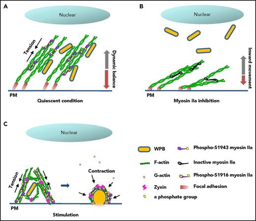 Figure 7. Proposed mechanism for the regulation of cAMP-mediated endothelial WPB exocytosis by myosin IIa. (A) In quiescent condition, basal myosin IIa with an activity of phosphorylated-S1943 maintains the tension of the FA-anchored actin cytoskeleton, resulting in a dynamic balance of WPB movement and the distribution of WPBs along peripheral stress fibers. (B) In contrast to A, inhibition of the basal activity of myosin IIa by blebbistatin leads to relaxation of the actin network, and subsequently an inward movement of WPBs to the perinuclear region. (C) On stimulation by cAMP agonist, myosin IIa with high activity of phosphorylation at S1916 promotes the movement of WPBs toward the plasma membrane and subsequent cargo release via an interaction with zyxin in the formation of an actin framework around exocytosing granules.