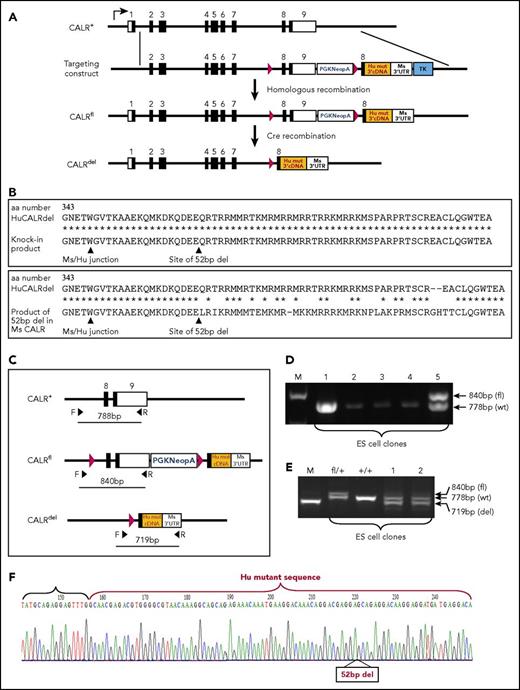 Figure 1. Generation of a conditional humanized mutant CALR knockin mouse model. (A) Diagrams showing the endogenous mouse (Ms) CALR gene locus (CALR+), the targeting construct, the targeted conditional knockin allele (CALRfl), and the recombined allele (CALRdel) after Cre recombination to remove the PGKNeopAstop cassette. The recombined allele is designed to carry the mouse CALR genomic region, including mouse exons 1 to 7 followed by the 5′ part of mouse exon 8 fused to the 3′ part of the human (Hu) mutant (mut) CALR cDNA sequence (orange). LoxP sites are indicated by red arrows. (B) Amino acid alignment of WT and mutant CALR proteins. There is a 94% identity between the entire amino acid sequences of human and mouse proteins. (Top panel) Alignments show amino acid 343 to the C terminus of human mutant CALR and the designed humanized mutant CALR knockin product. (Bottom panel) The predicted product if the corresponding 52-bp region is deleted in the mouse CALR gene. Alignment was performed by using an online program available at www.expasy.org. Sites of the mouse/human junction and the 52-bp deletion are indicated. (C) Diagram showing location of the primers for PCR genotyping. F and R indicate forward and reverse primers. (D) Characterization of ES cell targeting. PCR performed on genomic DNA from ES clones (lanes 1-5) using primers F and R shown in (C). The ES clone in lane 5 is correctly targeted. (E) Characterization of Cre/LoxP-mediated recombination of targeted ES cells. PCR was performed on genomic DNA from ES cells upon Cre recombinase expression by using primers F and R as shown in panel C. fl/+, targeted ES clone; +/+, WT ES clones; lanes 1 and 2, Cre recombined ES clones. (F) Sequencing traces of RT-PCR product showing correct humanized mutant CALR expression with the 52-bp deletion indicated (52bp del). RT-PCR was performed on total RNA from an ES clone that was Cre recombined, and the PCR product was cloned and sequenced. M, DNA marker; UTR, untranslated region.
