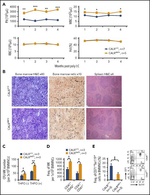 Figure 2. CALRdel/+ mice develop a myeloproliferative disease. (A) Time course of blood parameters of CALRdel/+ and control mice showing significantly increased platelets (Plt) and normal hematocrit and hemoglobin. A mildly elevated white blood cell (WBC) count is shown and is seen only in some cohorts. The CALRdel/+ mice were CALRfl/+ Mx1Cre+, and the littermate control mice CALR+/+ were CALRfl/+ Mx1Cre– or CALR+/+ Mx1Cre+. (B) Histologic analysis showing megakaryocytic hyperplasia with increased clustering and hyperlobated nuclei without fibrosis. (Left panel) Hematoxylin and eosin (H&E) staining performed on BM from mice at 3 to 4 months after poly I:C injection. (Middle panel) BM staining for reticulin (retic) showing no fibrosis. (Right panel) H&E staining of spleen showing normal splenic architecture. (C) CALRdel/+ mice show increased megakaryocyte colonies. Bar graphs showing significantly increased number of colony-forming unit–megakaryocyte (CFU-MK) colonies in BM. CFU-MK assay was performed in media with or without THPO. (D) CALRdel/+ mice show increased megakaryocytes. Flow cytometry was performed to assess the frequency (Freq) of BM megakaryocytes (MKs) (CD41+CD42+ or CD41+CD61+). (E) CALRdel/+ mice show reduced erythroblasts in BM. Flow cytometry was performed to assess the frequency of erythroblasts (CD71+Ter119+). Means ± standard error of the means (SEMs) are shown. *P < .05; **P < .01; ***P < .001. MNC, mononuclear cell; RBC, red blood cell.