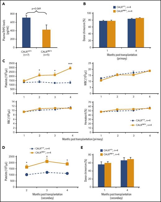 Figure 3. Thrombocytosis in CALRdel/+ mice is transplantable. (A) Plasma THPO level is not significantly altered in CALRdel/+ mice. (B) Donor chimerism is comparable in the primary noncompetitive BM transplants. BM cells from CALRdel/+ or control mice (2 × 106 per recipient) were transplanted into irradiated (2 × 550 cGy) CD45.1 C57BL/6 recipients. Donor chimerism in peripheral blood was analyzed by using flow cytometry with CD45.1 and CD45.2 antibodies and was derived as a percentage of CD45.2+ cells in whole nucleated blood. (C) Time course of blood counts showing significantly increased platelet counts in the recipients of CALRdel/+ BM. (D) Time course of blood counts showing significantly increased platelet counts in the secondary transplant recipients of CALRdel/+ BM. BM cells from the primary recipients of CALRdel/+ or control BM (5 × 106 cells per recipient) were transplanted into irradiated (1 × 400 cGy) KitW41/W41 (CD45.1) recipients. (E) Donor chimerism was comparable in the secondary noncompetitive BM transplants. Donor chimerism in peripheral blood was analyzed by using flow cytometry as above. Data are shown as mean ± SEM. *P < .05; ***P < .001.